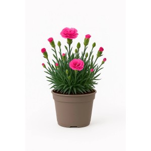 Klinček 'I Love You' v kvetináči: Ružové kvety Dianthus caryophyllus, výška cca 25 cm.