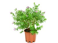 GROW by OBI Vítod myrtolistý (Polygala myrtifolia) výška 20-30 cm, kvetináč 4 l