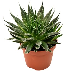 Aloe aristata sukulent v hnedom kvetináči, výška cca 10-15 cm.