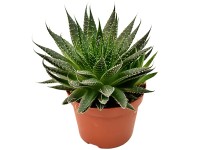 Sukulenty rôzne druhy základné priemer kvetináča cca 10,5 cm