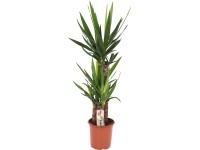 GROW by OBI Juka obrovská (Yucca elephantipes), pr. cca 21 x 95 - 120 cm