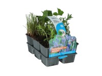 OBI Vodné rastliny kvitnúce balenie 6 ks priemer kvetináča cca 9 cm