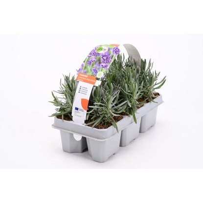 Levanduľa úzkolistá (Lavandula angustifolia) "Hidcote", 6 ks