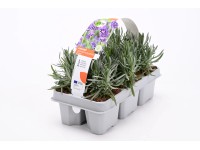 GROW by OBI Levanduľa lekárska (Lavandula angustifolia) 