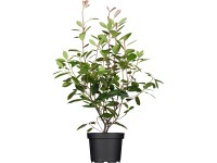 OBI Photinia 