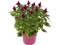 Plamenník (Celosia argentea) Deep Purple pr. 19 cm