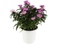 OBI Astra novoanglická priemer kvetináča cca 9 cm x 9 cm