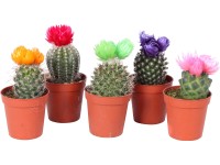 Kaktus so slamienkou rôzne druhy výška cca 10 - 15 cm priemer kvetináča cca 6 cm