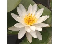 Lekno hybridné Marliacea Albida priemer kvetináča cca 11 cm biele