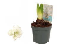 Hviezdnik (Hippeastrum hybride), biela, pr. 9 cm