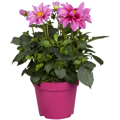 Royal Lemkes Georgína (Dhalia) "Dahlietta Emily" výška 25-30 cm, pr. 12 cm