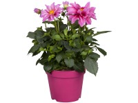 Royal Lemkes Georgína (Dhalia) 