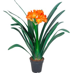 Klívia (Clivia miniata) v kvetináči, oranžové kvety a zelené listy. Kvitnúca izbová rastlina od GROW by OBI.