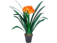 GROW by OBI Klívia priemer kvetináča cca 13 cm červená