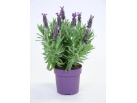 Levanduľa (Lavandula) 