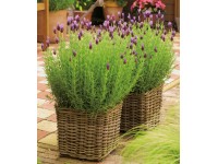 GROW by OBI Levanduľa francúzska (Lavandula stoechas) 