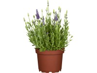 GROW by OBI Levanduľa úzkolistá (Lavandula angustifolia) pr. cca 13 cm