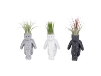 Vzduchovka (Tillandsia Ionantha) aranžmán v keram. kvetináči, pr. kv. 4 cm