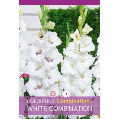 Gladioly "Mix bielej"