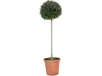 OBI Vtáčí zob výška cca 100 cm kvetináč cca 18 l Ligustrum ionadrum
