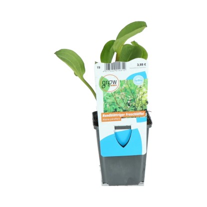 OBI Americký žabník ružový priemer kvetináča cca 9 cm Alisma parviflorum