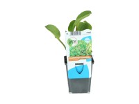 OBI Americký žabník ružový priemer kvetináča cca 9 cm Alisma parviflorum