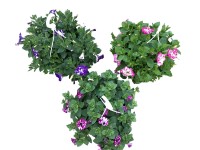 Q-Flower Petúnia záhradná (Petunia Hybride) 