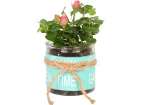 Mini ruže v skle priemer kvetináča cca 10 cm