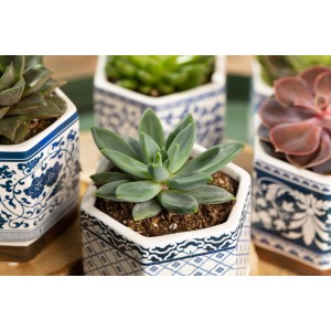 Agáve Echeveria v kvetináči, výška cca 10 cm. Sukulent s zelenými listami v modro-bielych vzorovaných kvetináčoch.