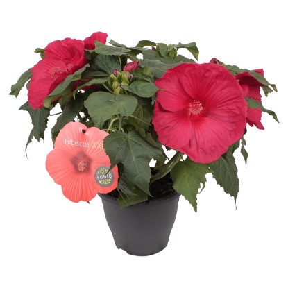 Ibištek bahenný (Hibiscus moscheutos), rôzne farby, cca 60 cm, pr. kv. cca 23 cm