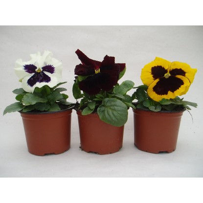 Sirôtka veľkokvetá (Viola Wittrockiana)