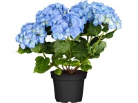 Hortenzia kalinolistá 