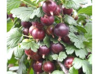 Egreš červený, kvetináč cca 2 l