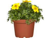 OBI Dvojzub žltý pr. kvetináča cca 12 cm