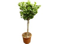 OBI Ginko dvojlaločné 