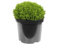 OBI Hebe krušpánolisté priemer kvetináča cca 12 cm Hebe