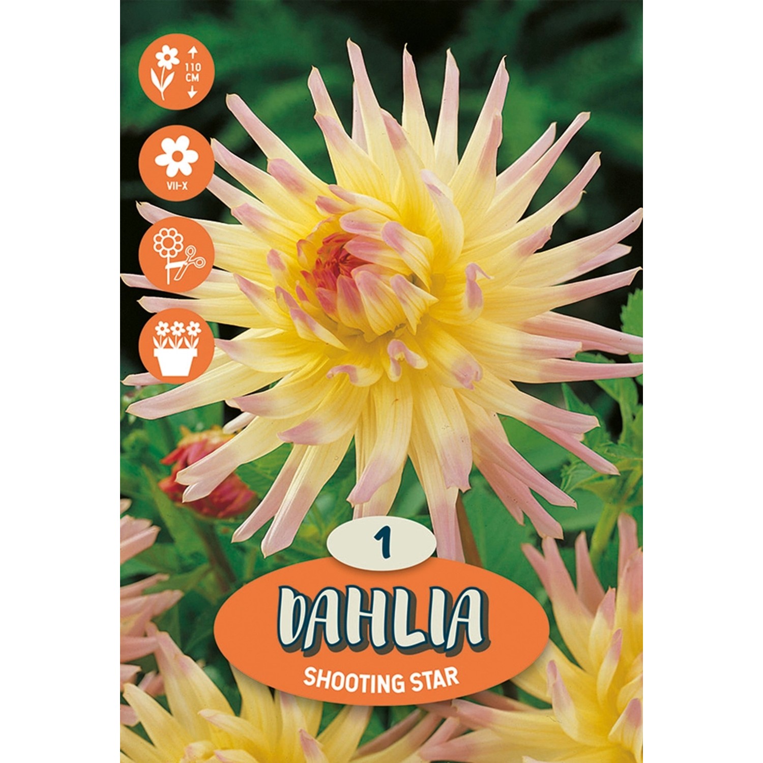 E-shop Kvetinová cibuľka Kaktusová Georgína (Dahlia) "Shooting Star", 1 ks