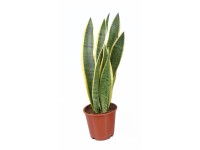 Royal Lemkes Svokrin jazyk (Sansevieria trifasciata) cca pr. 10,5 cm