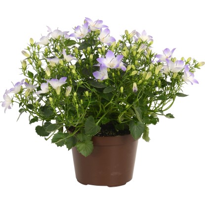 Zvonček skalničkový "Fancy Mee" modro-biely