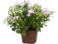 Zvonček skalničkový 