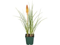 OBI Fakľovka aloovitá priemer kvetináča cca 19 cm Kniphofia