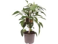 OBI Feferonka Pick & Joy pr. kvetináča 12 cm, výška 30-35 cm