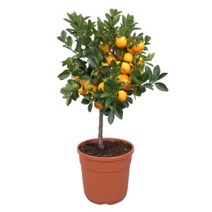Citrusový stromček pomaranč na kmeni v kvetináči, cca 20 cm Ø, so zrelými, oranžovými plodmi.