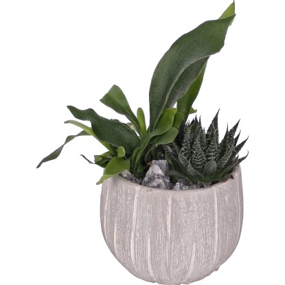 Aranžmán zelených rastlín v keramickom kvetináči priemer kvetináča cca 13 cm