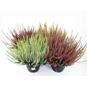 Vresovec Calluna v rôznych farbách v kvetináči (cca 19 cm Ø).