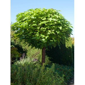 Guľový katalpa (Catalpa) GROW by OBI, výška cca 110 cm, so zelenou korunou v záhrade.