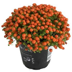 Koralová bobuľa Astrid v kvetináči s jasnými oranžovými bobuľami.