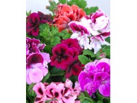 Muškát veľkokvetý rôzne farby priemer kvetináča 12 cm Pelargonium grandiflorum