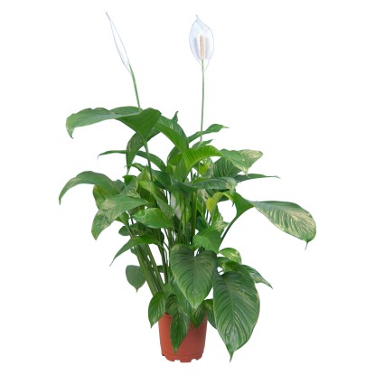 GROW by OBI Lopatkovec Sweet Lauretta priemer kvetináča cca 21 cm