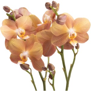 GROW by OBI Motýlia orchidea Monaco s bronzovo-oranžovými kvetmi, výška cca 35-45 cm.